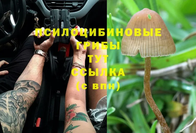 Псилоцибиновые грибы MAGIC MUSHROOMS  дарнет шоп  Завитинск 